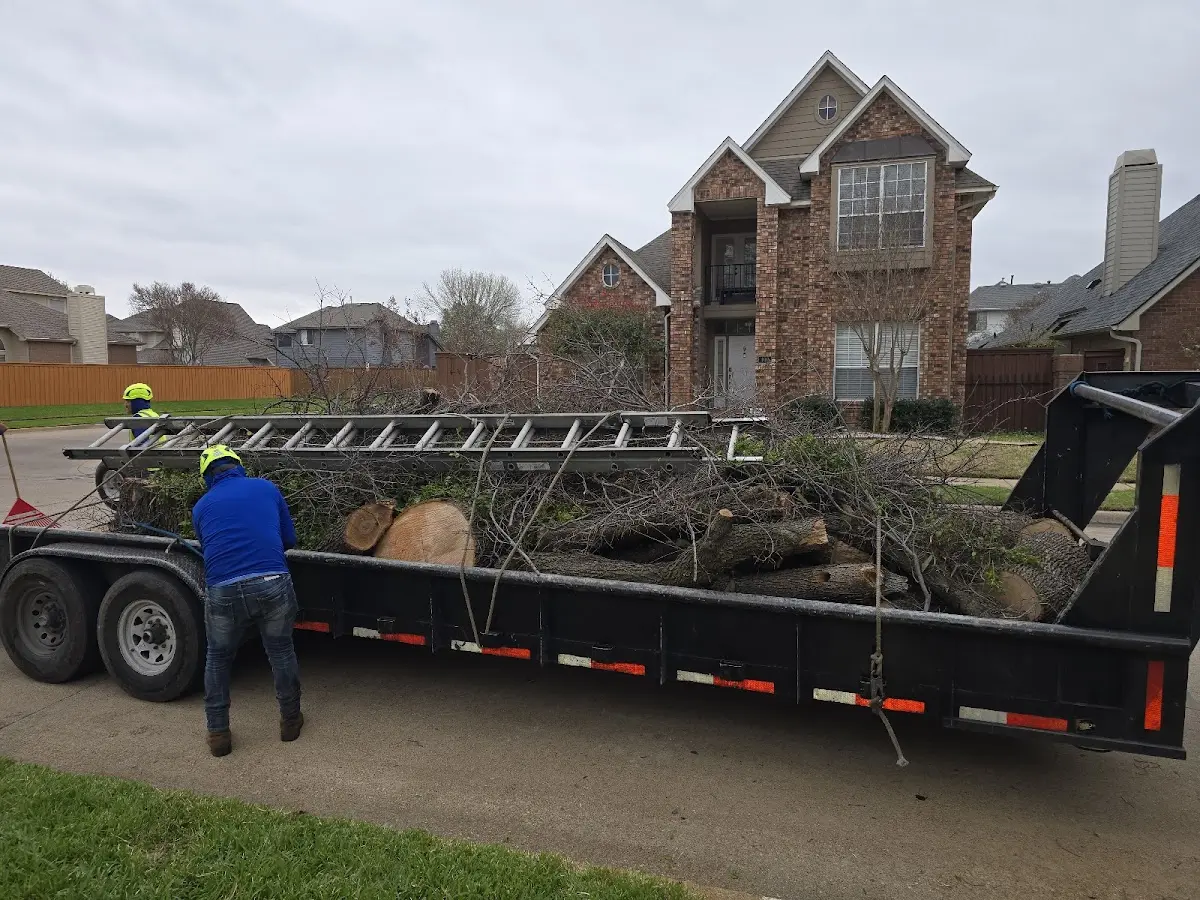 Expert Tree Pest Control with proper safety equipment in Ashland